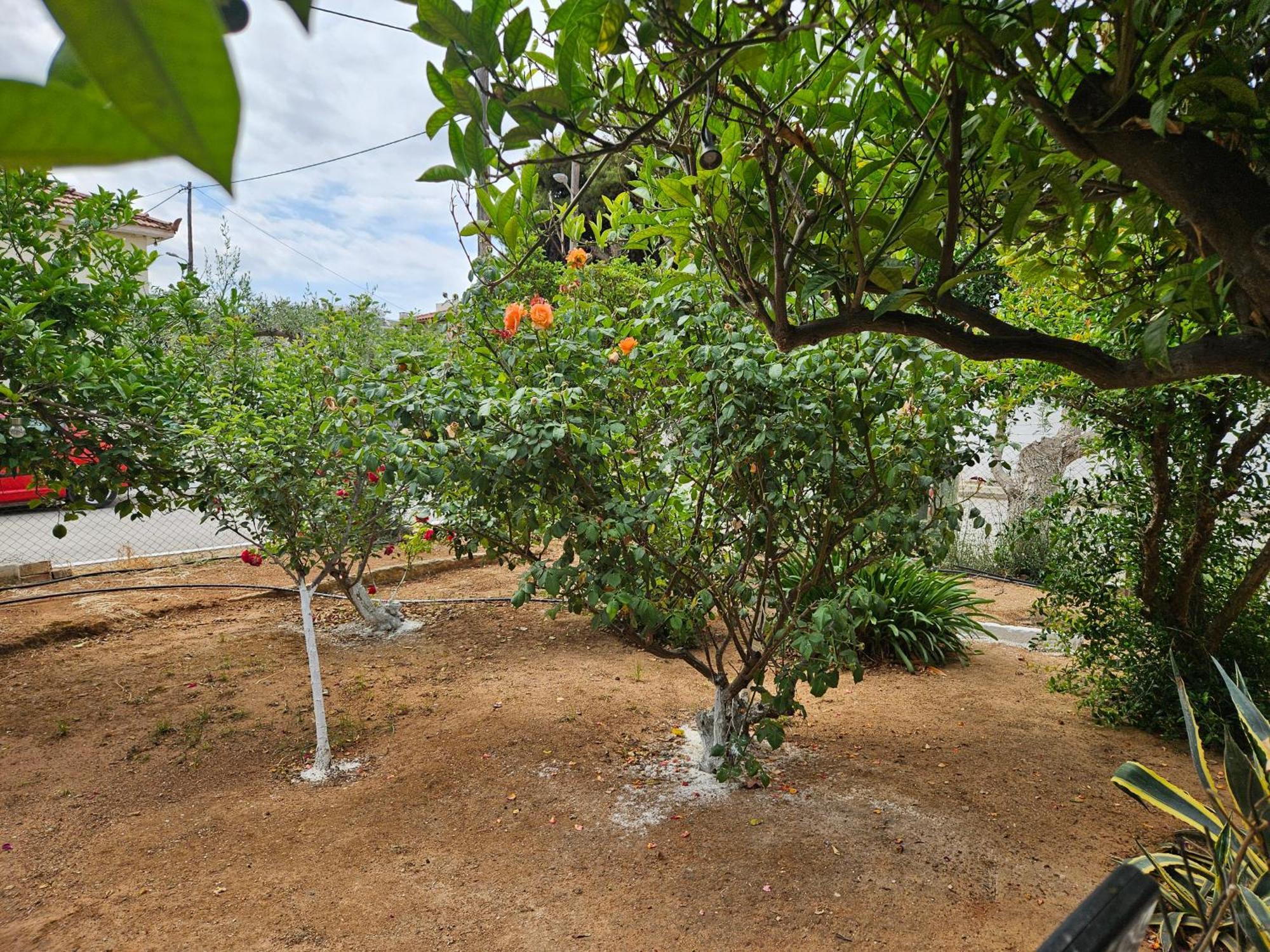Melograno Apartment Markopoulo Mesogaias Ngoại thất bức ảnh